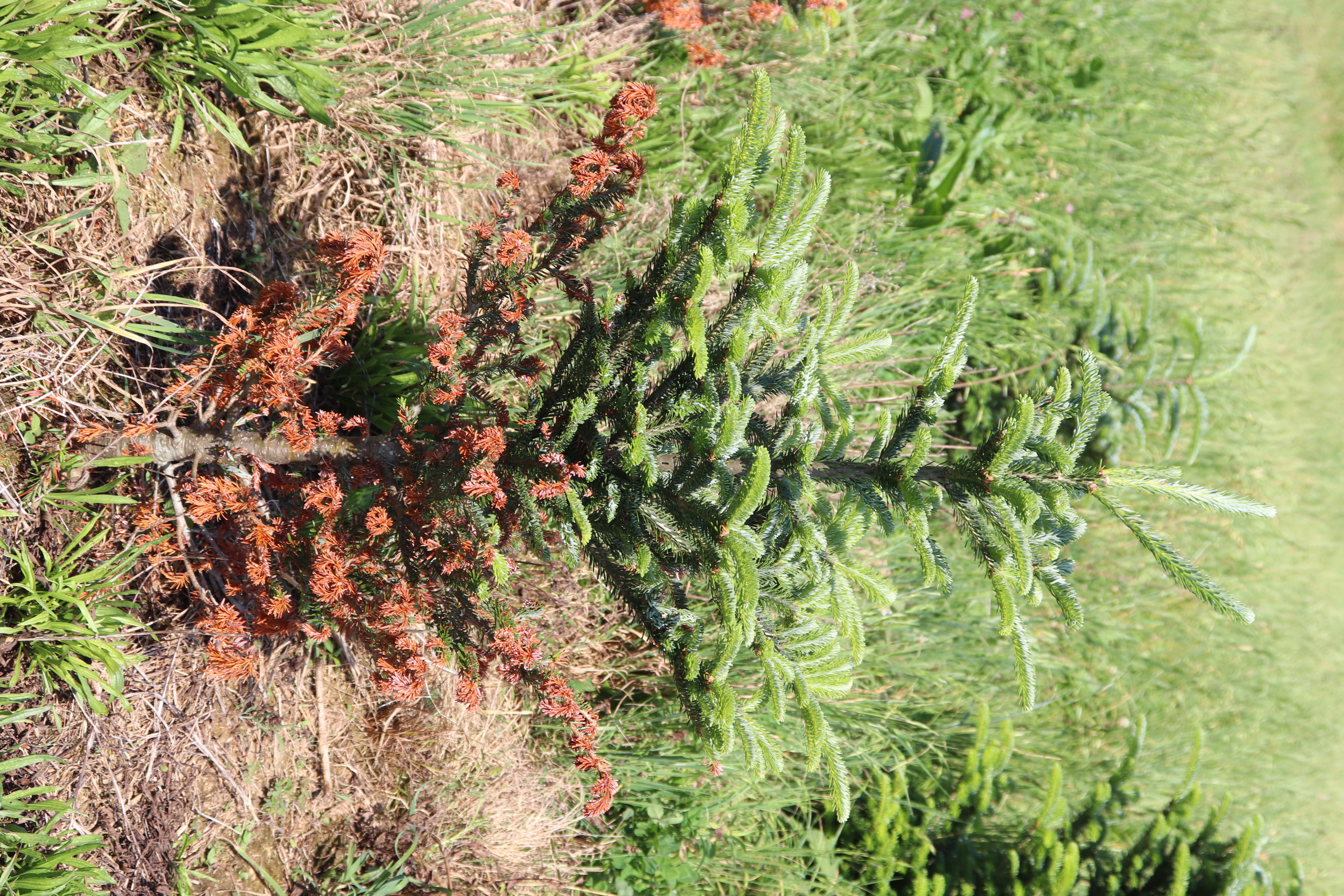 Photo 5 glufosinate postbudbrk Fraser fir J Neal IMG_7135.JPG